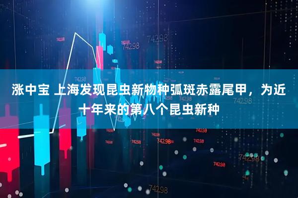 涨中宝 上海发现昆虫新物种弧斑赤露尾甲，为近十年来的第八个昆虫新种